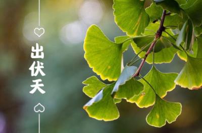 出伏是什么季节2023？出伏要注意什么？
